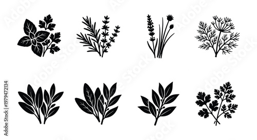 Vintage culinary herbs vector set, black botanical silhouettes of basil rosemary and lavender, 8 organic spice plant icons for kitchen branding
