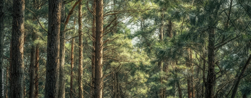 Fototapeta premium The Pine Forest with Sunlit Canopy and Tranquil Mossy Path through Tall Trees