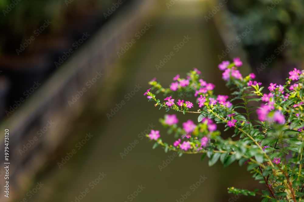 Obraz premium Pink Cuphea hyssopifolia flowers with copy space on blurred garden pathway background