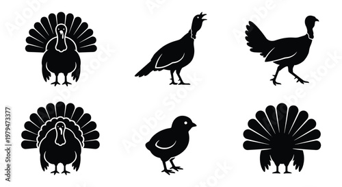 Black turkey silhouette icon set, 6 poultry bird vector elements, minimalist farm animal graphics for Thanksgiving and autumn design