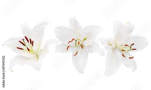 Elegant white lily flowers isolated on a clean background, showcasing delicate petals and natural details.