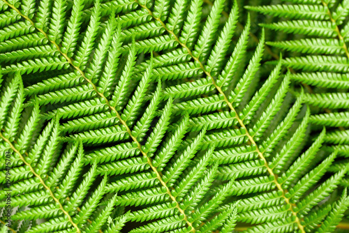 Lush Green Fern Leaves With Symmetrical Natural Pattern