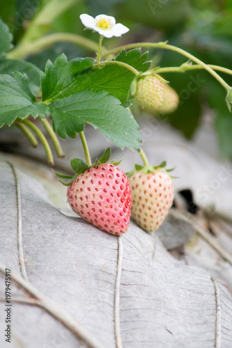 Close-up of ripening strawberries growing on the plant, showing both red and pale unripe fruits alongside green leaves and a small white flower. 