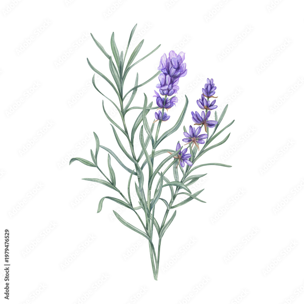 Fototapeta premium Watercolor lavender sprig illustration on isolated background. Purple flower with green leaf bouquet. Concept of organic nature, herbal medicine and spa aroma. Rosemary wildflower branches.