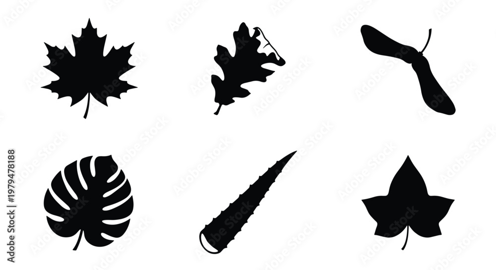 Fototapeta premium Black leaf silhouettes collection, set of 6 botanical vector elements, maple and oak foliage icons, tropical monstera and ivy leaf shapes for design