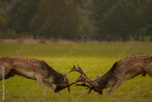 Фотография Fallow deer bucks battling in rain during rutting season, England