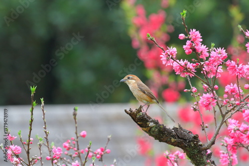 菊桃に止まるモズ（雌）