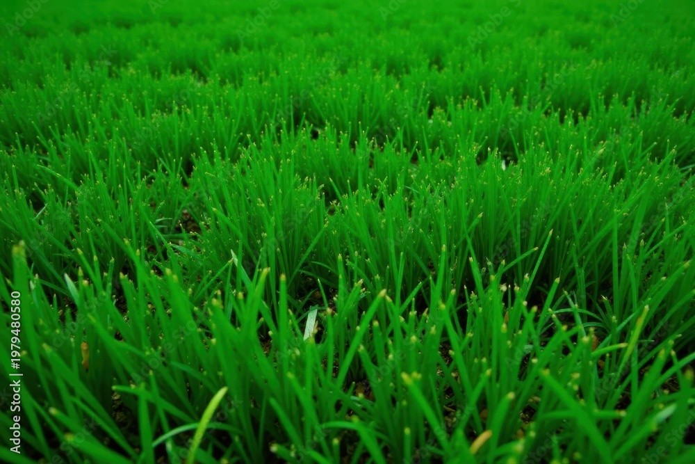 Fototapeta premium Deep emerald artificial grass, lush texture for outdoor settings, nature, outdoor setting