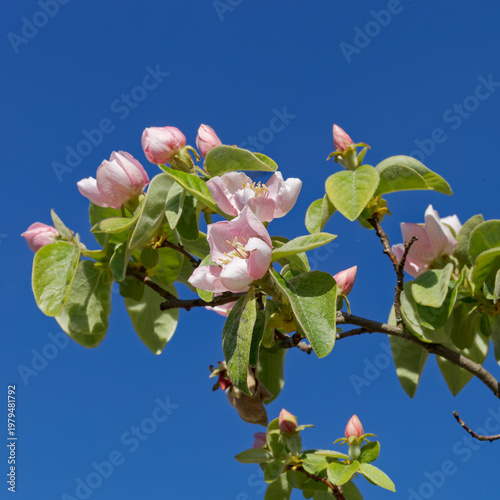 Foto Rameau de cognassier en fleurs au printemps se détachant sur un fond de ciel ble
