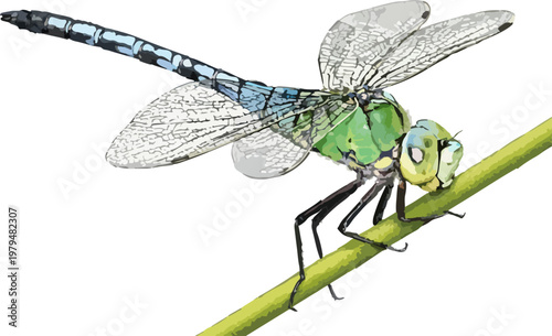 Anax imperator illustration art