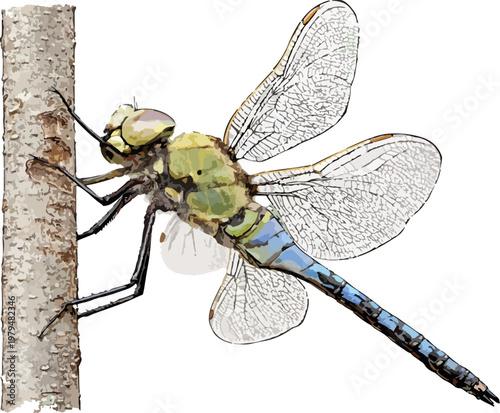 Anax imperator illustration art (4)