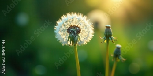 Delicate dandelion seed head, fluffy seeds poised for flight , bloom, ethereal