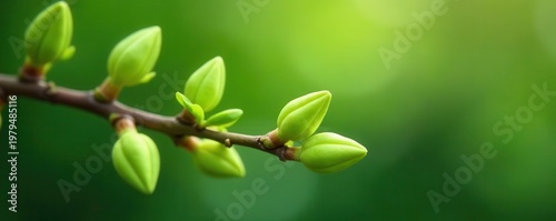 Delicate green buds unfurl, showcasing a fresh spring branch , spring, nature