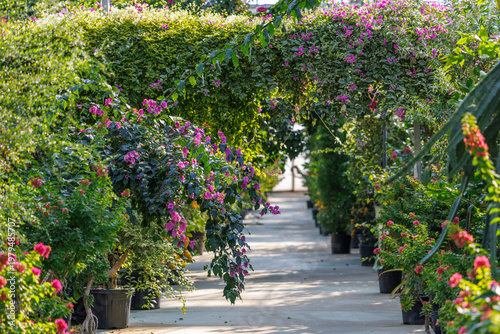 Scenic floral arch of pink bougainvillea over a sunlit pathway in a greenhouse