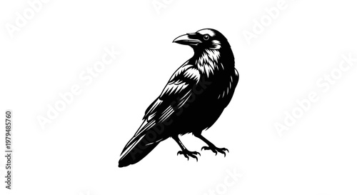 Black crow silhouette on white background, detailed illustration, graphic art