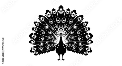 Black Silhouette of a Peacock with Feathers Displayed on White Background