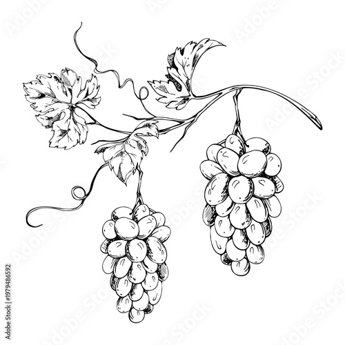 Elegant grapevine with grape bunches, leaves and tendrils in a dynamic botanical arrangement. Isolated ink vector illustration. Hand drawn for winery logos, wine packaging, menus, lifestyle branding.