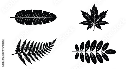 Black leaf silhouette icons set, botanical vector illustrations of maple and fern, minimalist foliage elements for nature branding and logo design