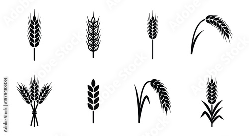 Wheat ear icons set, black cereal grain silhouettes, organic barley and rye stalks vector collection, agricultural harvest symbols for bakery branding