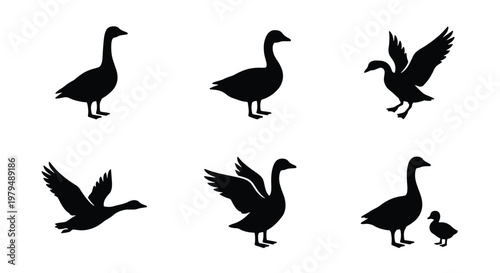 Goose silhouette vector set, black waterfowl bird icons in flying and standing poses, 6 wild geese and gosling elements for nature design