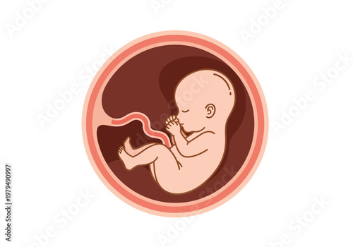 Human Fetus Development in Womb Medical Illustration, Prenatal Care and Pregnancy Concept Vector Art