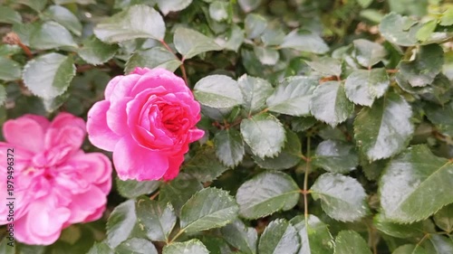 Close-up macro photography of a vibrant pink rose flower blooming amidst lush green foliage, showcasing delicate petals and a soft bokeh background, perfect for nature and floral themes