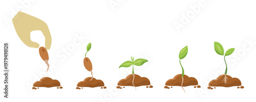 plant germination stages from seed planting by hand to mature sprout with roots, leaves and soil flat style illustration for biology, education and eco design.