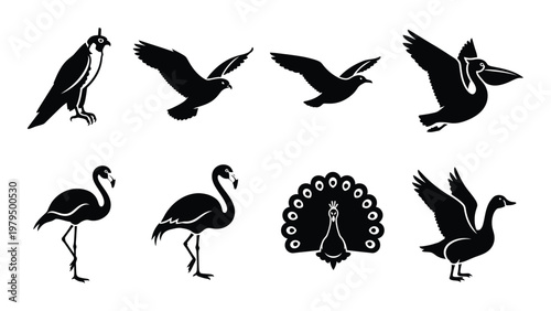 A collection of black silhouette illustrations depicts various bird species including flamingos a peacock and waterfowl high quality professional detailed modern