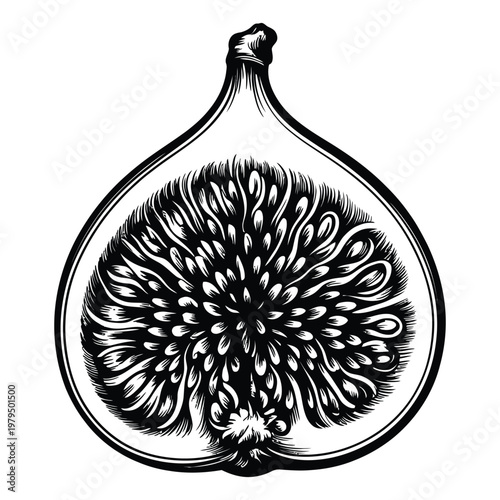 Detailed engraved illustration of a halved fig with intricate internal structure silhouette