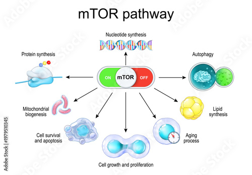 mTOR pathway. mTOR like switch of longevity and cellular aging, cancer, metabolism and autophagy.