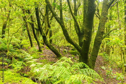 Lush and damp Laurel forest on the island of Madeira, Portugal. 