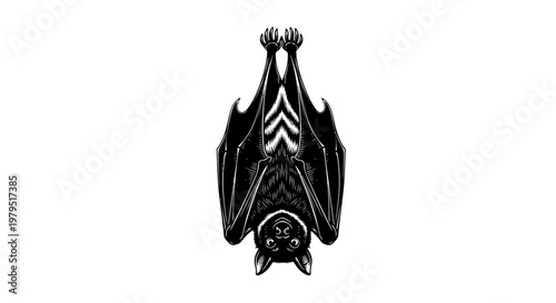 Upside Down Bat Silhouette Hanging Isolated White Background