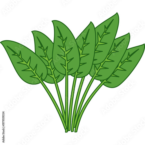 Fresh Green Spinach Leaves Illustration