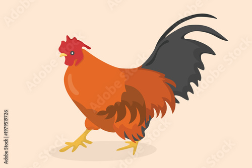 Red brown rooster walking on cream background isolated