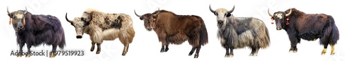 фотографія Yak five different yaks isolated Bos mutus grunniens