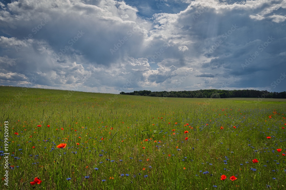 Fototapeta premium Vibrant red poppy field under a dramatic stormy sky, beautiful rural landscape at summer