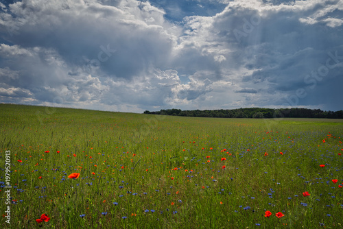 Vibrant red poppy field under a dramatic stormy sky, beautiful rural landscape at summer