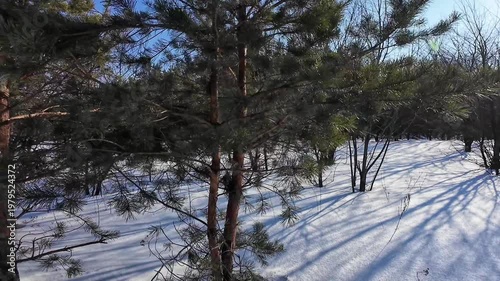 Snowy Pine Forest Sunlight Casting Long Shadows Across Ground, Fresh Untouched Snow, Scattered Young Birch And Evergreen Pines, Crisp Blue Sky, Tranquil Cold Atmosphere For Seasonal Background