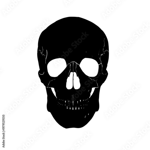 Human skull silhouette, front view anatomy. Vector illustration