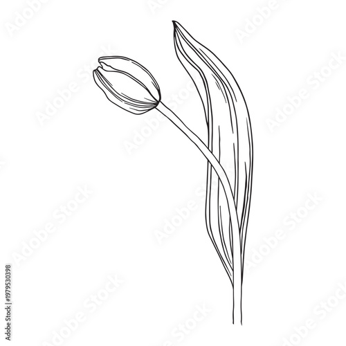 tulip flower hand drawn outline line art botanical vector.
