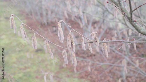 Numerous light brown catkins grow from thin branches of a hazelnut tree on a cloudy late winter day.