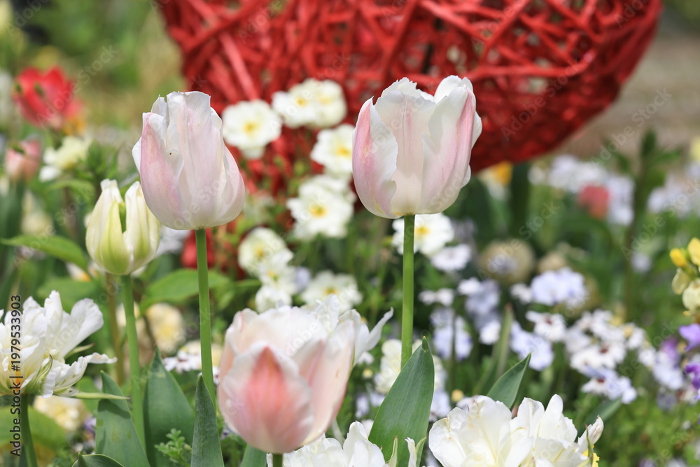 Fototapeta premium 花
