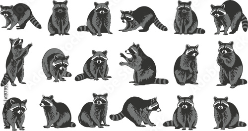 A group of raccoons in different poses