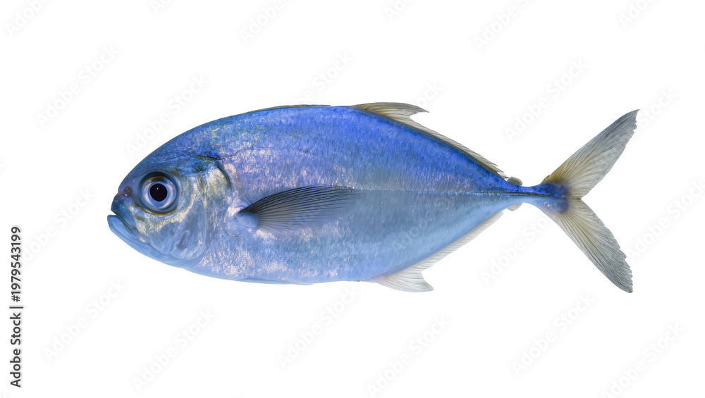 Fototapeta premium Blue Jackfish with Silver Scales and Dark Eye Facing Left