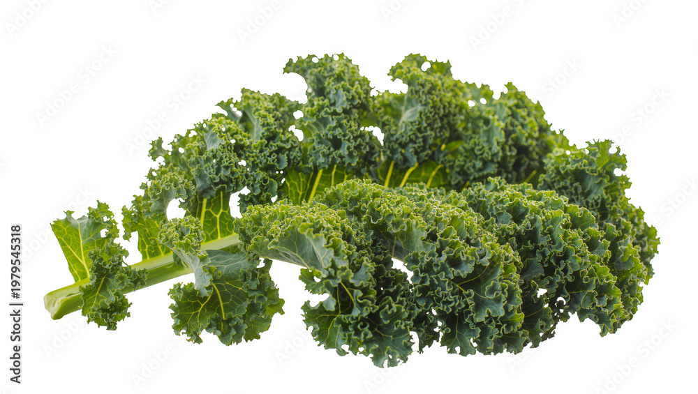 Fototapeta premium Dark green curly kale leaf with stem on plain surface