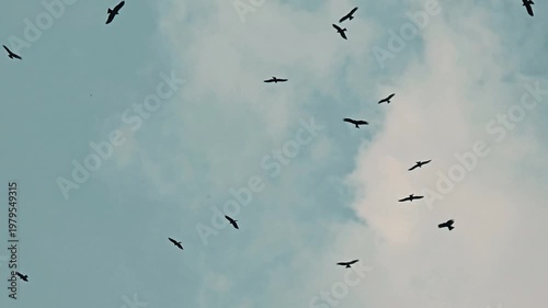Indian Eagle Soaring High in Blue Sky – Wildlife Scene in 4K