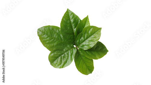Tablou pe pânză Vibrant green poison ivy leaves with detailed veining pattern
