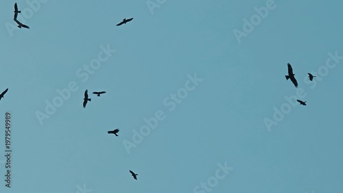 Eagle Flying in the Sky of India – Majestic Bird in Flight in 4k video