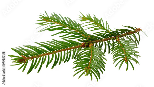 Vibrant green Fir Branch with Needles and Brown Twig