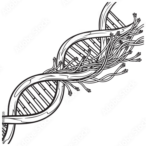 DNA double helix strand unraveling into fibers black and white vector illustration for genetics and biotechnology